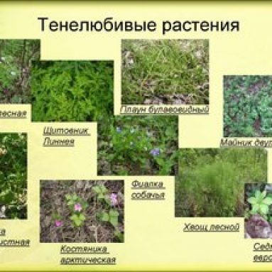 Тенелюбивые и теневыносливые растения для сада