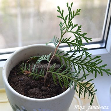 Домашняя туя в горшке, как вырастить без трудностей