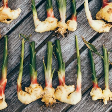 Вырастить домашний имбирь из магазинного корня оказалось легко!