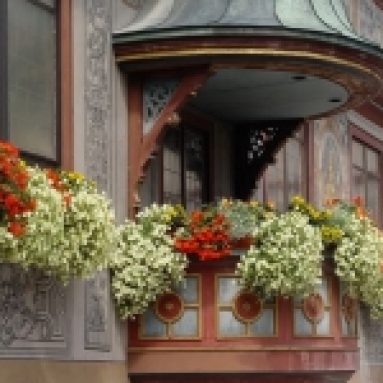 8 красивых ампельных растений для балкона или подоконника