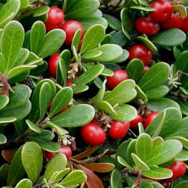 Лечебная сила толокнянки: медвежьи ушки против всех недугов!