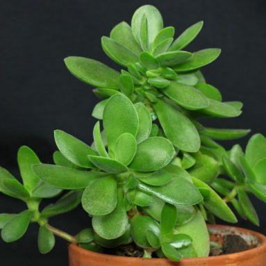 Как ухаживать за толстянкой в домашних условиях?