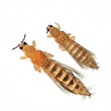 Чем вывести трипс в хризантеме: виды и способы удаления