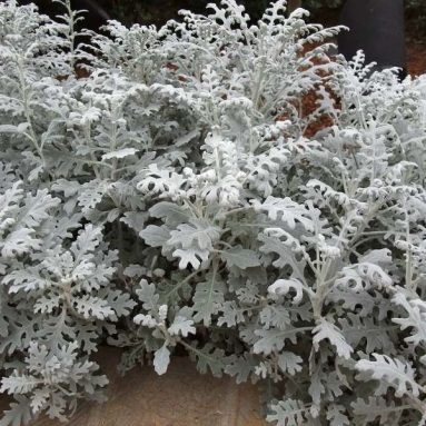 Цинерария серебристая: посадка, выращивание и уход