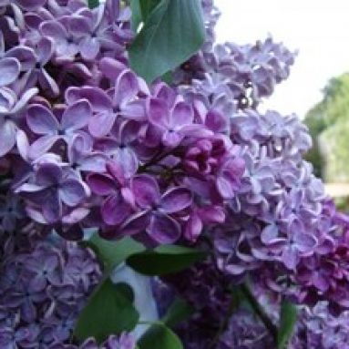 Когда цветёт сирень, в каком месяце?