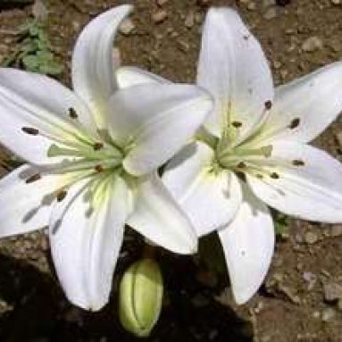 Посадка лилий осенью — все варианты и их результативность