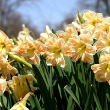 Нарцисс и его выращивание: особенности посадки и ухода