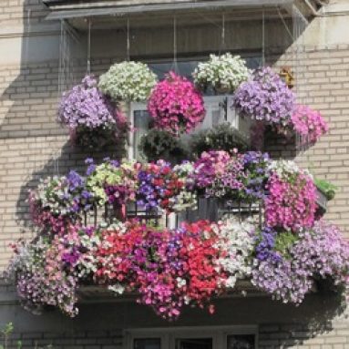 Петунья — виды цветов и варианты оформления клумбы в саду