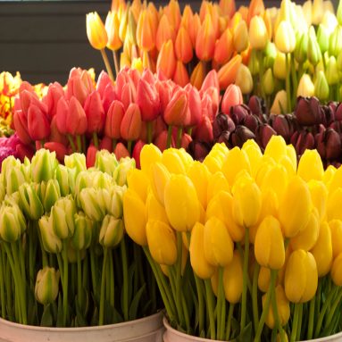 Секреты посадки тюльпанов от ландшафтных дизайнеров