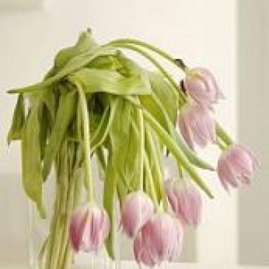 В какую воду ставить первоцветы тюльпаны и как реанимировать букет?