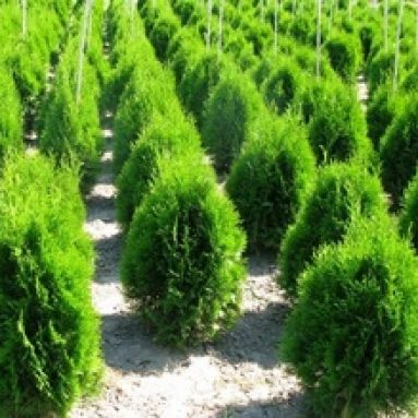 Туя: виды, посадка и уход в открытом грунте