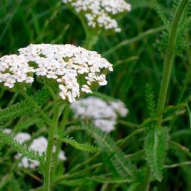 Тысячелистник: полезные свойства, противопоказания, рецепты лекарственных средств