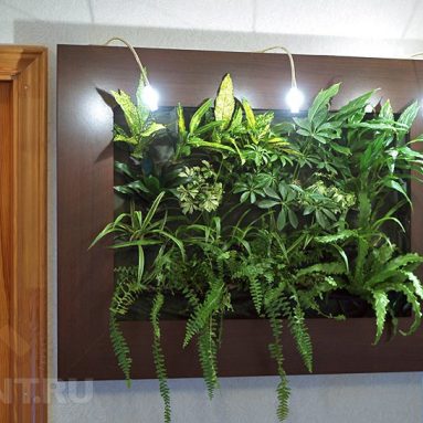 Модная фитостена в интерьере: 3 способа размещения растений, чтобы они стали украшением дома