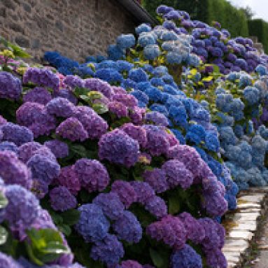 Гортензия: виды, уход, посадка в грунт, обрезка, описание