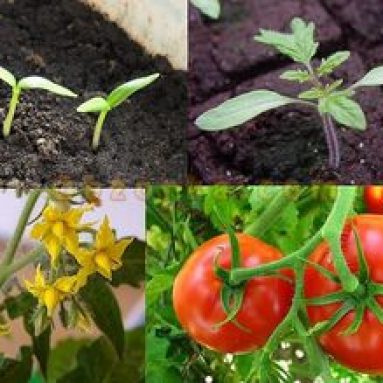 Вегетация растений — что это и как такой период протекает