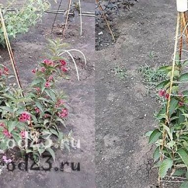 Вейгела — популярные сорта, особенности посадки и дальнейшего ухода в открытом грунте