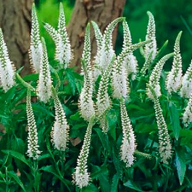 Посадка и уход за вероникой: описание, фото цветков