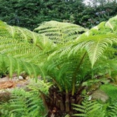 Папоротники: их виды и названия