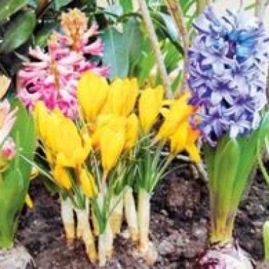 Характеристика луковичных растений