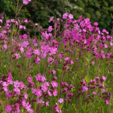 Выращивание цветов вискарии из семян