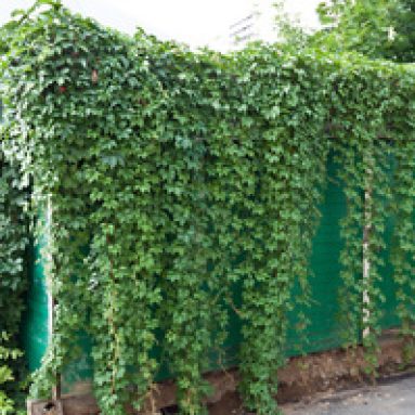 Вьющиеся растения для забора — быстрорастущие и самые красивые