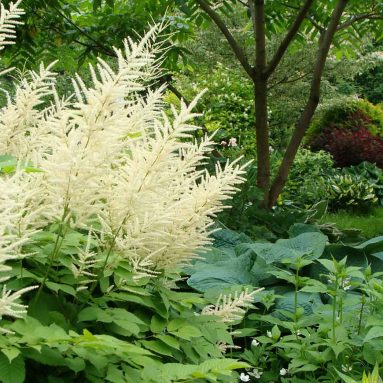 Волжанка двудомная: посадка и уход