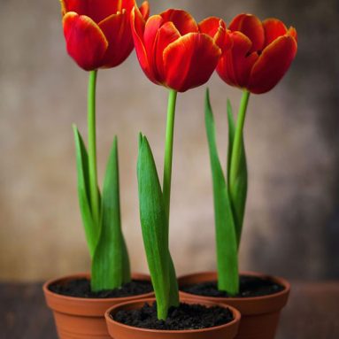 Как вырастить тюльпаны к 8 марта в домашних условиях