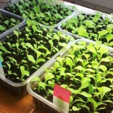 Выращивание годеции из семян — когда сажать и как ухаживать?