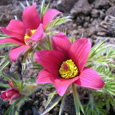 Цветок прострел обыкновенный и весенний: посадка и уход