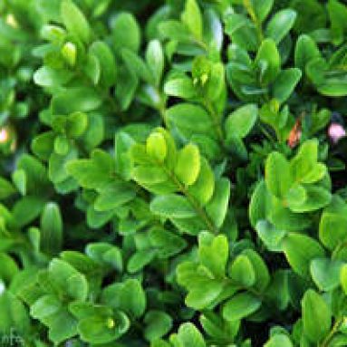 Вечнозеленый самшит: фото, посадка, размножение и уход