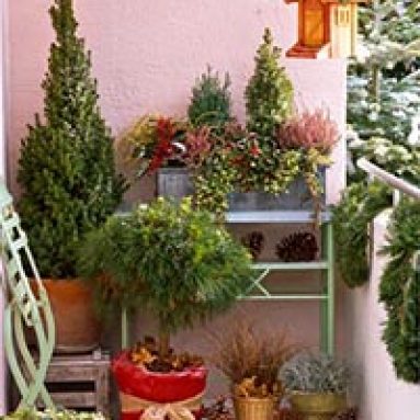 6 растений, которые отлично живут на открытых балконах и террасах зимой