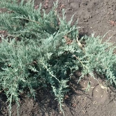 Комнатные растения, которые приносят в дом любовь и семейное счастье