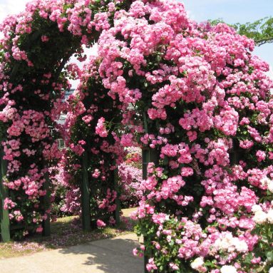 Вьющиеся розы (фото) Посадка и уход [Сорта 2019]