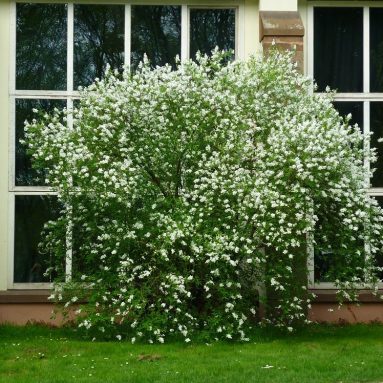 Чубушник (кустарник жасмин) — сорта и виды