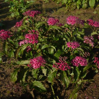 Спирея японская: виды, посадка, уход и фото