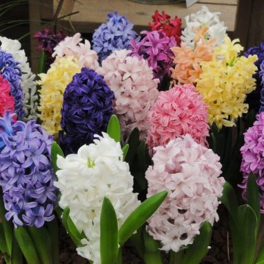 Весенние первоцветы 🌼 список 2019