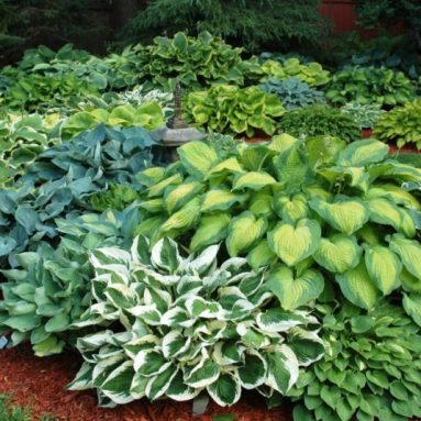 Разновидность хосты — фото, особенности ухода и использование в ландшафтном дизайне