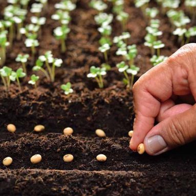 Огород в июле: время урожая и уход за растениями