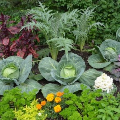 Будущее уже здесь — Огород, который ухаживает сам за собой