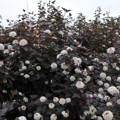 Пузыреплодник калинолистный в ландшафтном дизайне, виды и фото