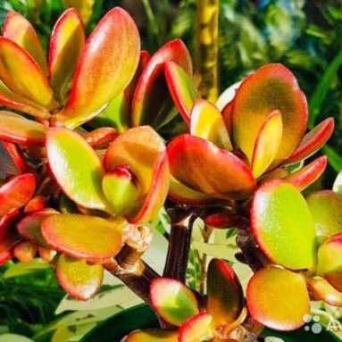 Толстянка: что за растение и как ухаживать? [2019]