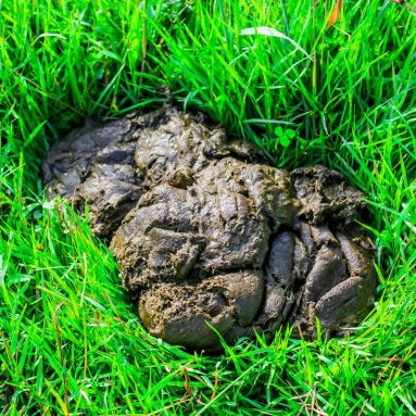 Чем опасен навоз? О вреде и пользе природной органики