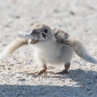 Эффект бабочки — Как брошенная на землю сигарета влияет на окружающую среду?