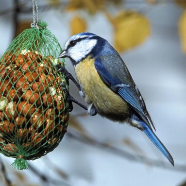 Несложные птичьи кормушки