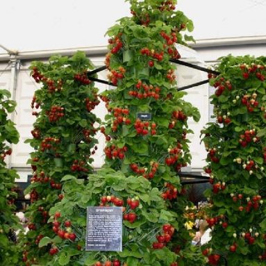 Топ 10 популярных тенденций в садоводстве этого года