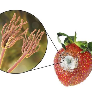 Почему заражается почва в огороде, а на грядках царят грибы-паразиты