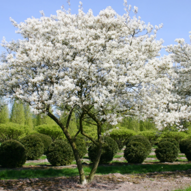 Ягода ирга — винная ягода