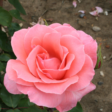 Чайно-гибридные розы [Сорта, описание, посадка и уход]