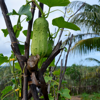 Огород в тропиках Версия 3.0: картофан и огурчики на Мадагаскаре — а почему бы и да?