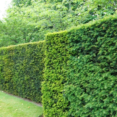 Быстрорастущая живая изгородь 🌿 Растения и кустарники (фото)